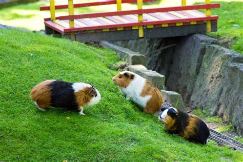 Guinea Pig Animal Fauna Pet Zoo Nice Friendship Stock Photo Image Of