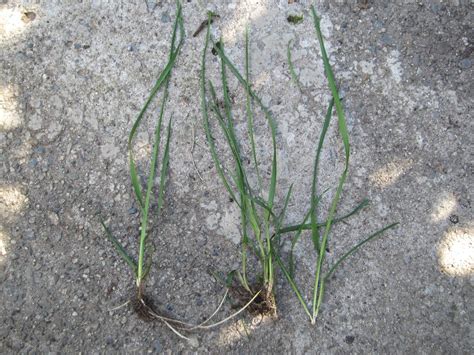 If you're looking at a Help with identifying grass species ...