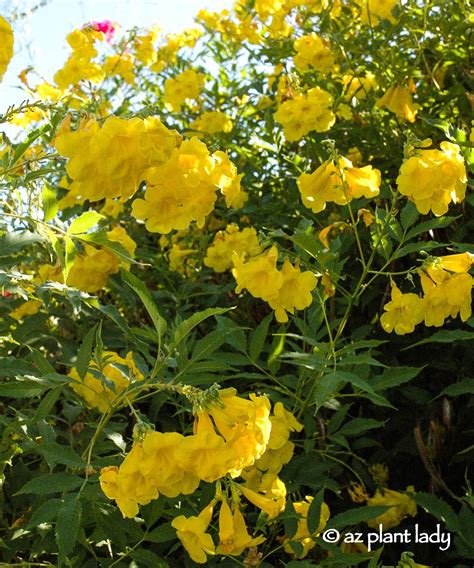 Male flowers are the white while the female's flower is yellow. Drought Tolerant Yellow Bells for Warm Season Color