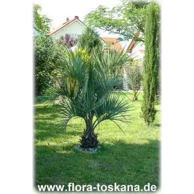 Kunstliche palme poolbereich innovative gestaltung von. Garten mit palmen gestalten