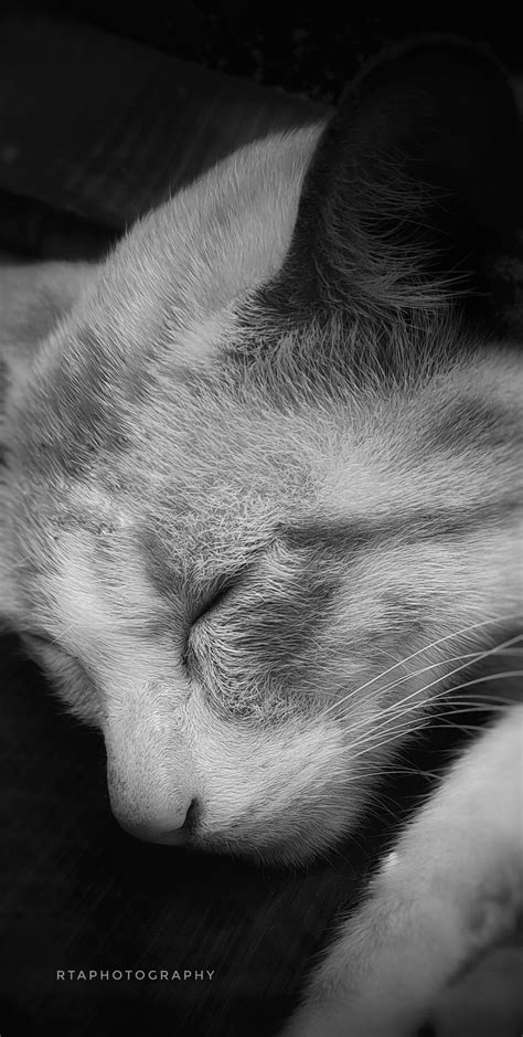 Dark 🐈 Cat Sleeping Image For Wallpaper Cat Sleeping Dark Wallpaper