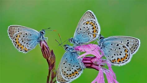 Rom Butterflies Bing Wallpaper Download