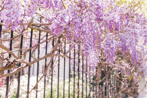 Rhododendrons rhododendrons are native to and grow wild in northern asia and usually bloom from april to june. April Flowers - Gal Meets Glam