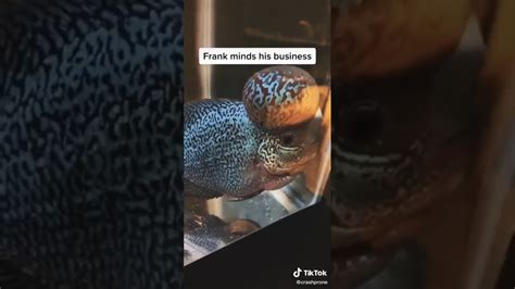 Frank The Fish Is So Cute Youtube