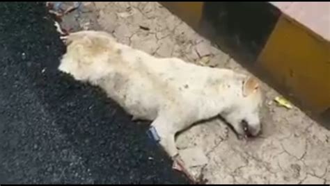 un perro muere después de que unos obreros de la india vertieran alquitrán sobre su cuerpo