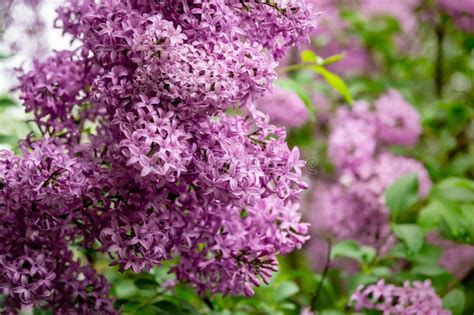 Spring Bloom Of Pink Purple Lilac Syringa Microphylla Bushes On Green