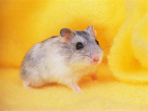 Information About Winter White Dwarf Hamster Care And Facts Hamster Wallpaper And Animal
