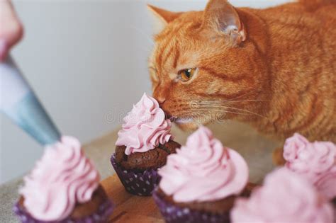 Cat Eats Cupcakes Stock Photo Image 49118236