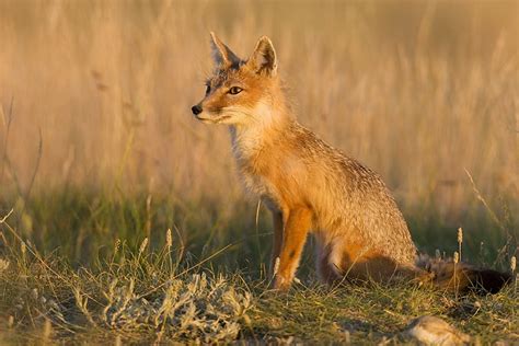 Species At Risks The Swift Fox Ecosystem
