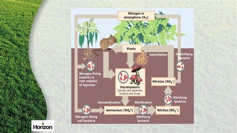 Why Is The Nitrogen Cycle Important In Your Soil