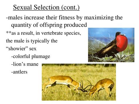 ppt chapter 23 notes population genetics powerpoint presentation free download id 2031567