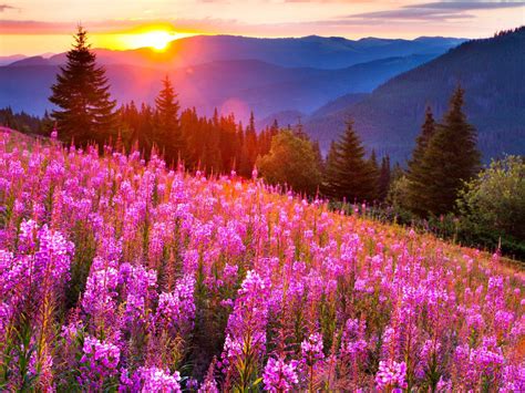 Sunsets Mountain Mow Lupine Pink Flowers Summer Landscape
