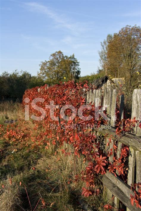 Autumn Fence Stock Photo Royalty Free Freeimages