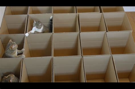 Nine Cats Play Happily In A Maze Of Cardboard Boxes