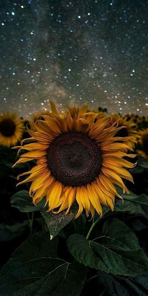 Night Sunflower Wallpapers Top Free Night Sunflower Backgrounds