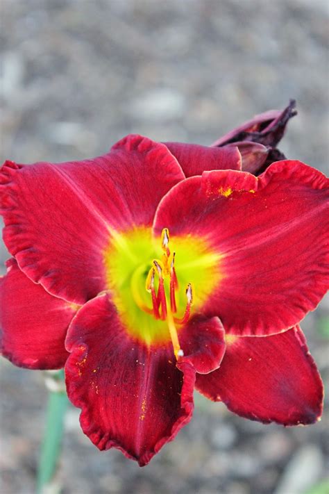 Welcome to santa barbara—the american riviera®. Simply Santa Barbara: Sunday Santa Barbara Flowers