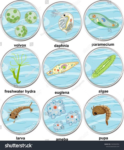 Set Different Types Unicellular Organisms Illustration Stock Vector