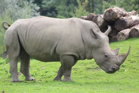 Free Images Nature Animal Wildlife Zoo Mammal Fauna Rhino