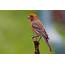 Types Of Finches  Different