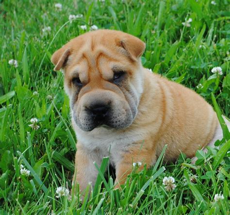 Some dog breeds have an increased risk of passing specific diseases and congenital problems onto their puppies. 8 week old mini Shar Pei puppy. Shar Pei can have serious health problems. Do your homework on ...