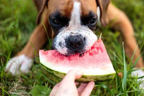Can Dogs Eat Watermelon Can Dogs Eat Watermelon Watermelon Can Dogs Eat