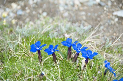 Alpine Flowers Of Switzerland Wanderwisdom