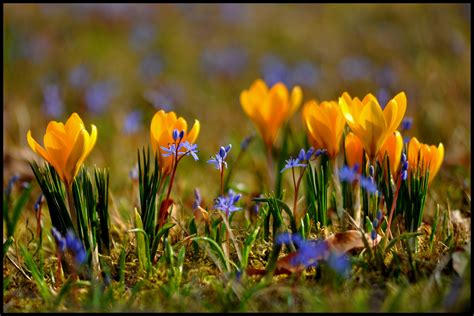 es wird Frühling Foto & Bild | jahreszeiten, frühling, natur Bilder auf ...