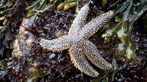 Forbes Sea Star North Atlantic Echinoderms · Inaturalist