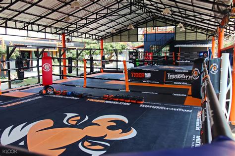 muay thai thai boxing training by tiger muay thai chiang mai