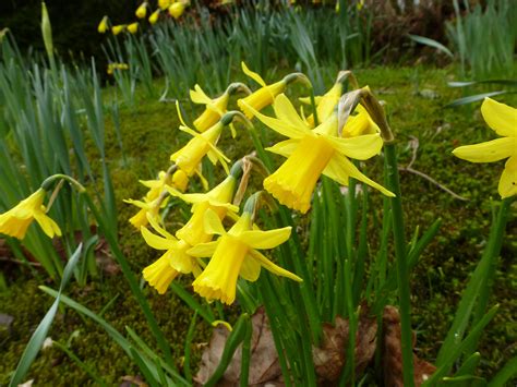 Colorful Yellow Spring Daffodils Growing In Woods Creative Commons