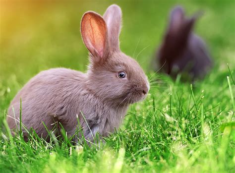Ob es die wespe auf den pflaumenkuchen oder ein wespennest am haus ist, die menschen reagieren darauf entweder. Kaninchen: Haltung in Haus und Garten | ZooRoyal Magazin