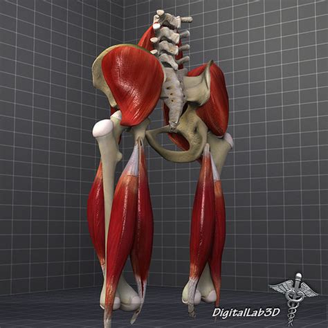 This guide to leg anatomy will give you a better understanding of bone and muscle composition. Pelvis Muscle Bone Anatomy 3D Model MAX OBJ 3DS FBX C4D ...