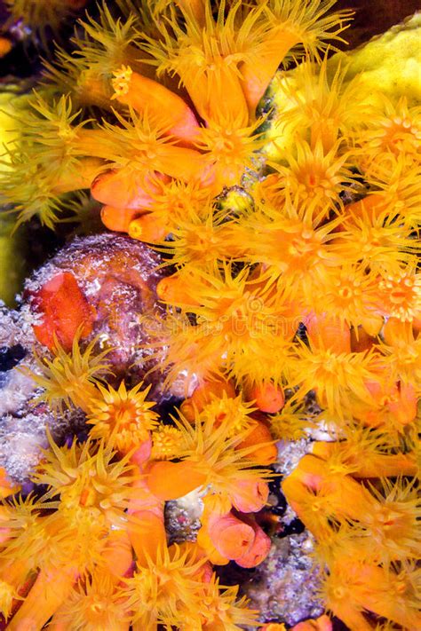 Orange Cup Corals Stock Photo Image Of Caribbean Underwater 88556450