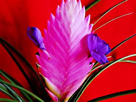 Tillandsia～fenfan Has Purple Flowers Symbiosis Picture In Picture