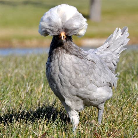 white crested blue bbs polish day old chicks