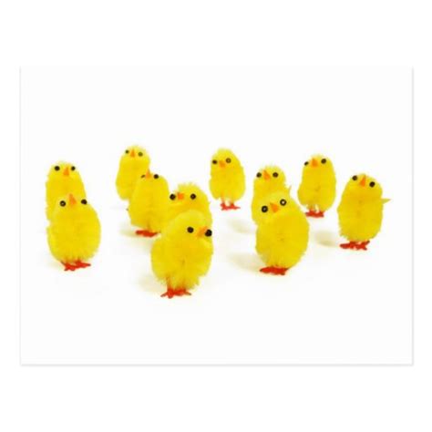 Chick Magnet Chillin With My Peeps Funny Photo Postcard Zazzle