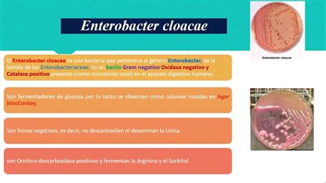 Enterobacter Cloacae YouTube