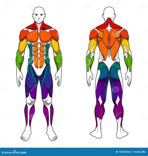 Muscles Diagram Labeled Front And Back Muscle Diagram Labeled Human