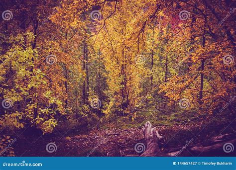 Autumn Forest Nature Scenery Of Nature With Sunlight Stock Image