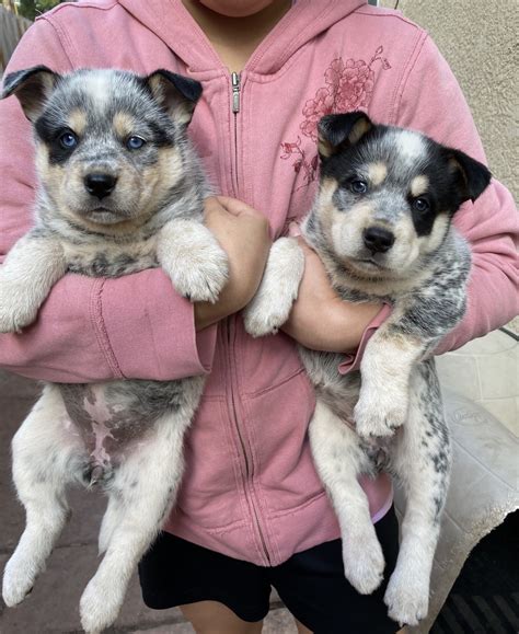 Acd Puppies For Sale - Photos All Recommendation