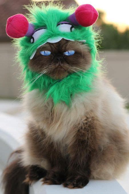 Siamese Cats Costumes For Halloween 33 Design Ideas You Have Never