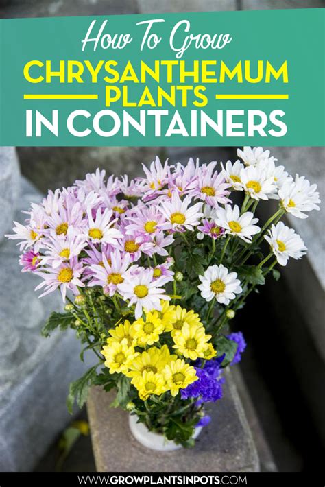 Here Is The Best Way To Grow Chrysanthemum Plants In