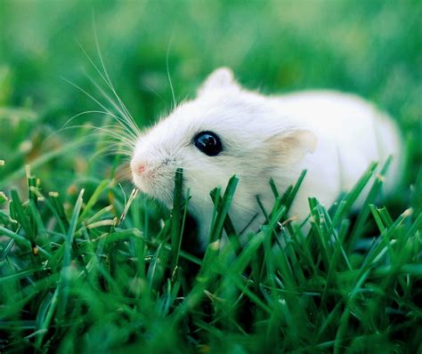 Hamster Nice Pet Hd Wallpaper Peakpx