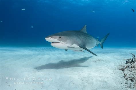 Tiger Shark Galeocerdo Cuvier Bahamas 31931