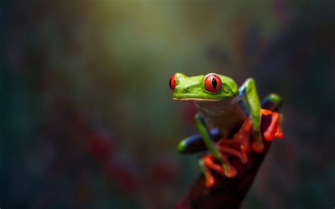 Animals Frog Amphibian Red Eyed Tree Frogs Wallpapers Hd Desktop