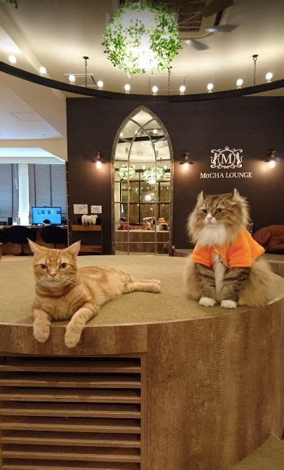 Fat cat cafe, kuala lumpur, malaysia. Cat Cafe Tokyo - The 7 Best Places Of The City You Have To ...