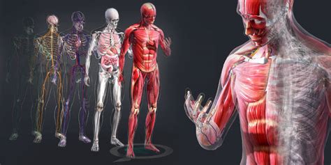 Sistemas Del Cuerpo Humano Funciones Y Aparatos 2022