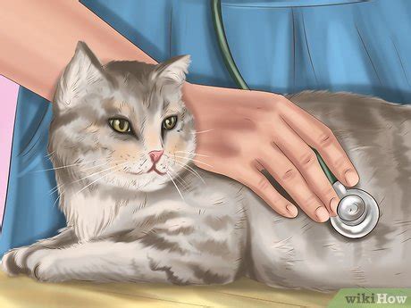 Can i catch worms from my cat? How to Identify Worms in a Cat: 14 Steps (with Pictures ...