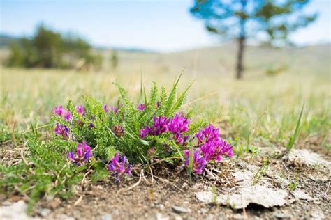 Steppe Flowers Stock Photo Image Of View Yellow Mongolian 52671064