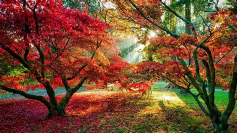 Colorful Leafed Trees With Sunbeam During Daytime Hd Nature Wallpapers